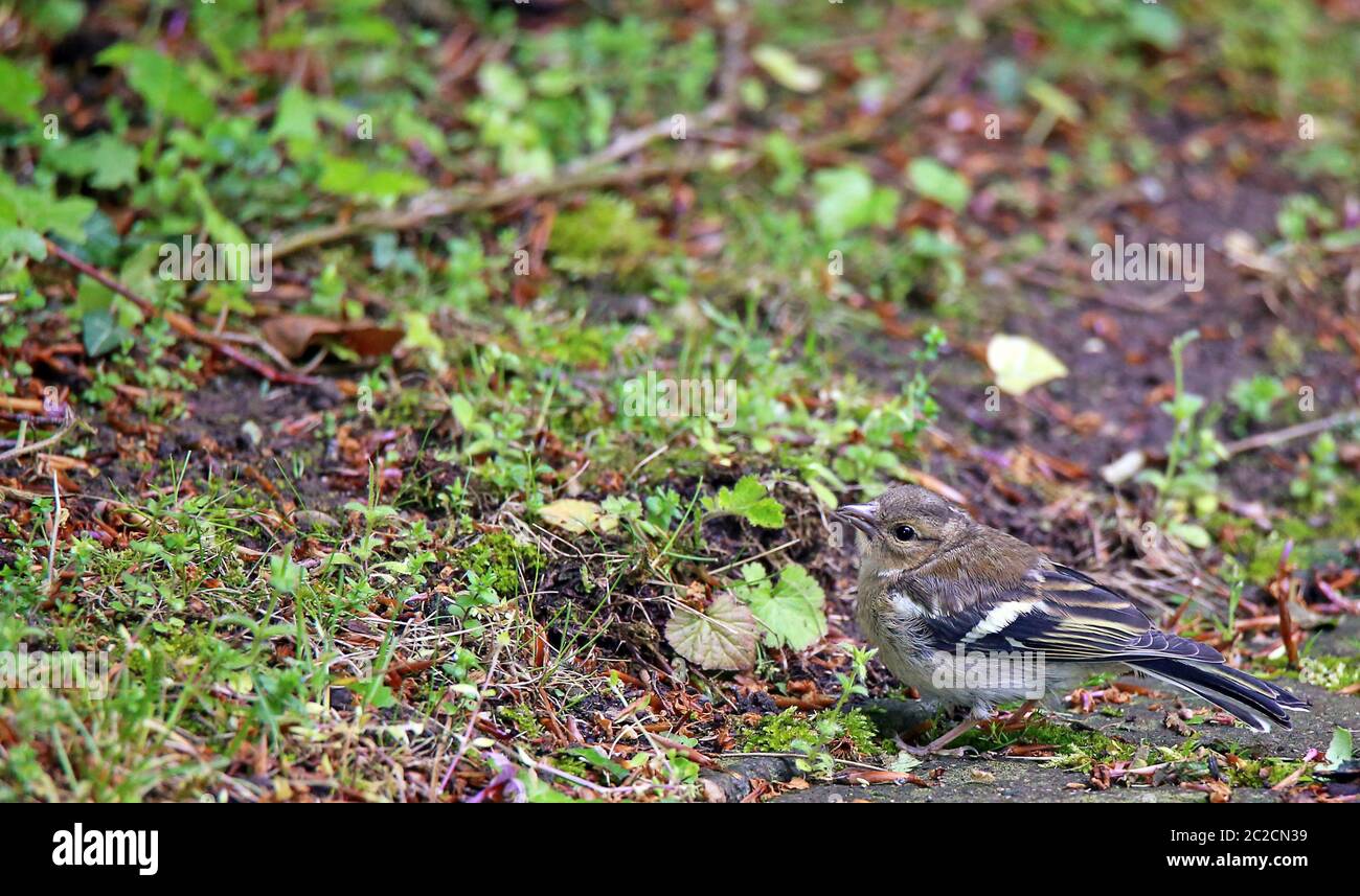 Gut verkleideter junger Buchfink Fringilla coelebs Stockfoto