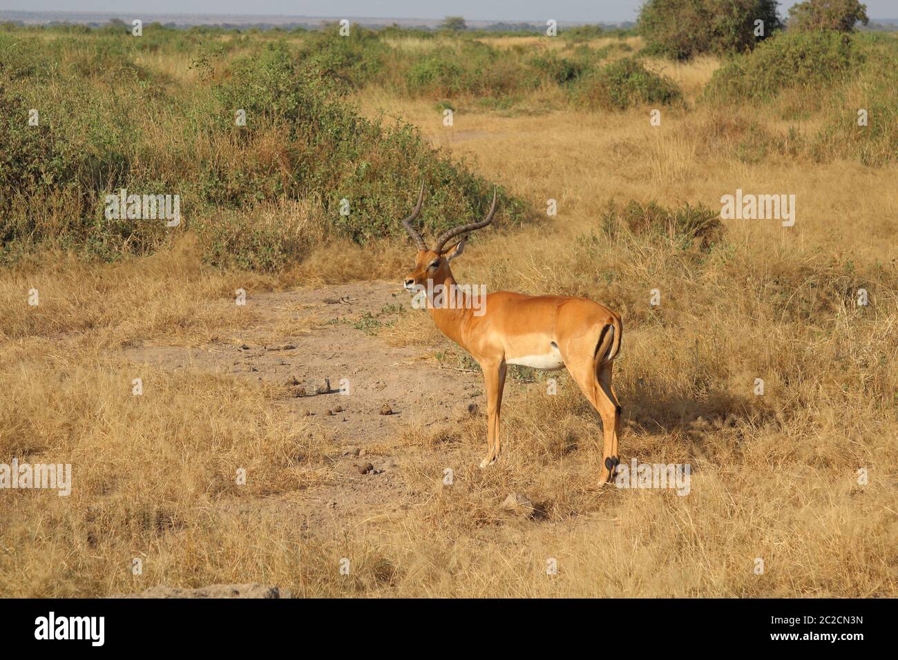 Impala in der Savanne von Amboseli Stockfoto