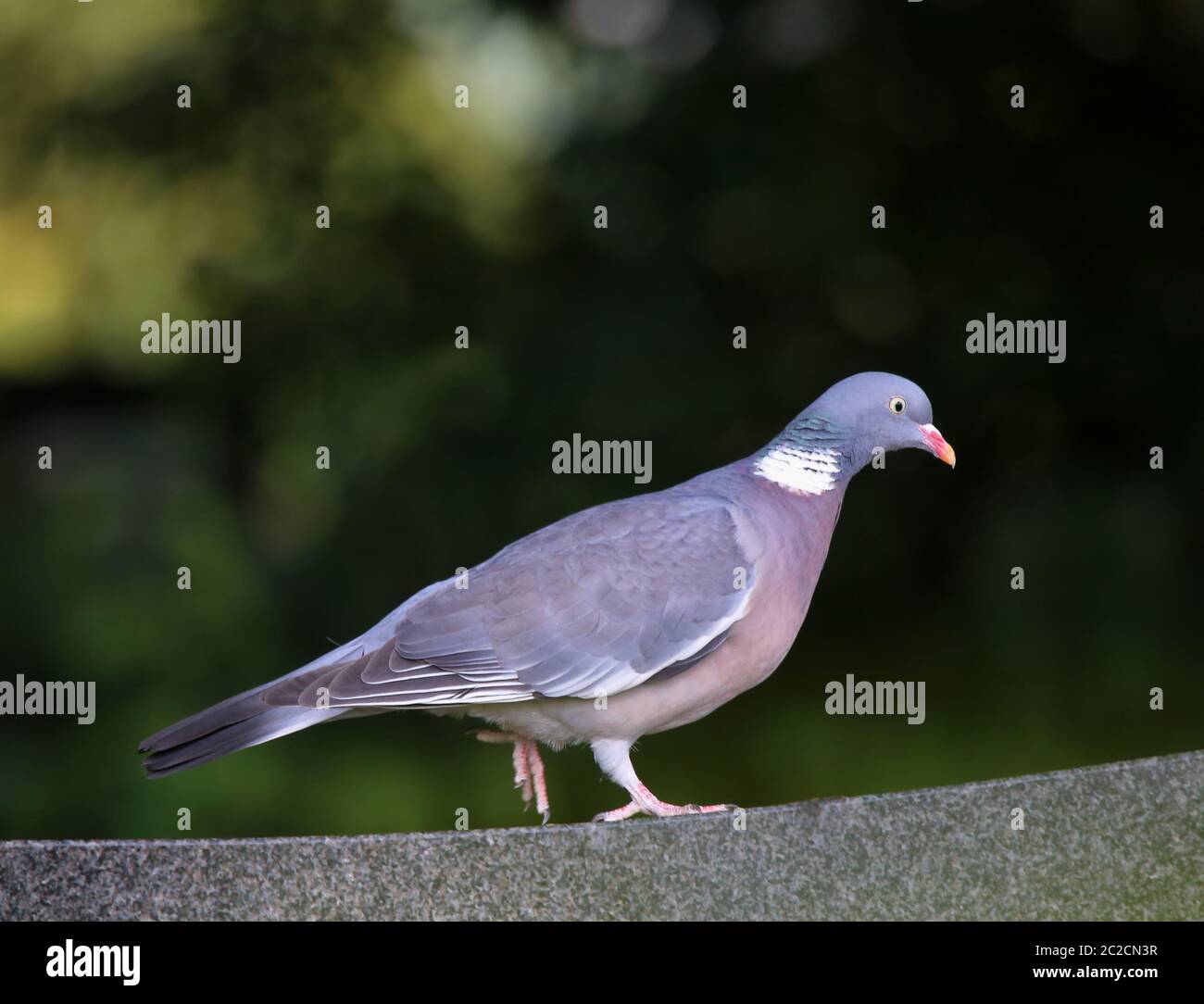 Ringeltaube Columba palumbus Stockfoto