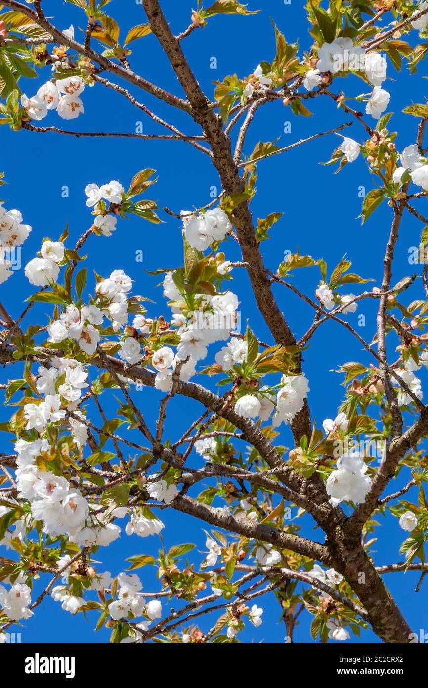 Prunus 'Shirotae' ein weiß rosa Blütenstrauch oder kleiner Baum, der allgemein als Fuji-Kirsche bekannt ist Stockfoto