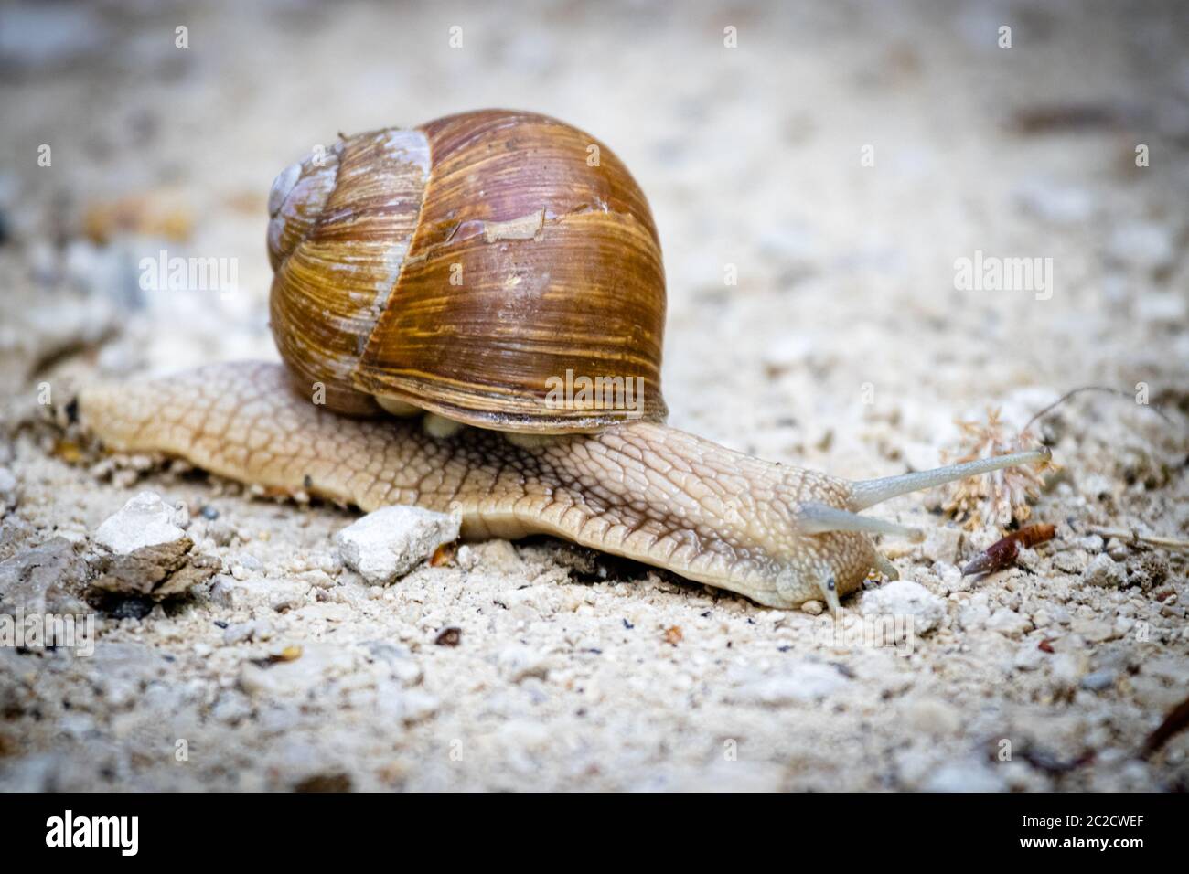 Römische Schnecke (Helix Pomatia) Stockfoto