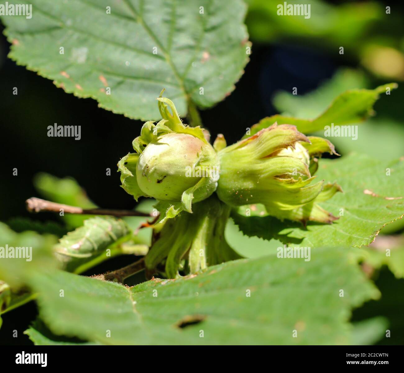 Nahaufnahme der Haselnüsse am Baum Stockfoto