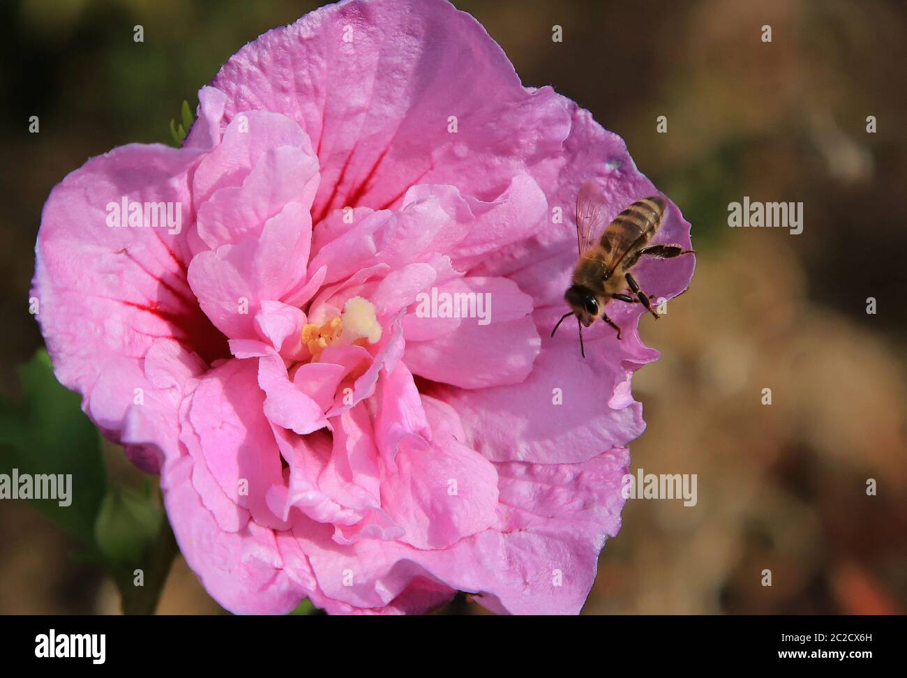 Honigbiene sitzt auf einer rosa Blüte der Rosenmalbe Stockfoto