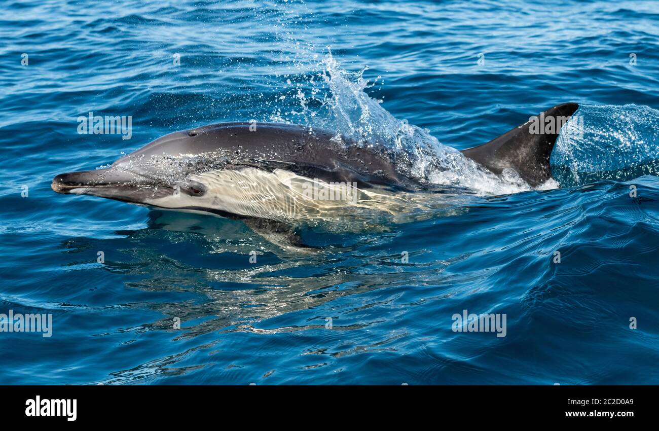 Gemeiner Dolphin Breaching Stockfoto