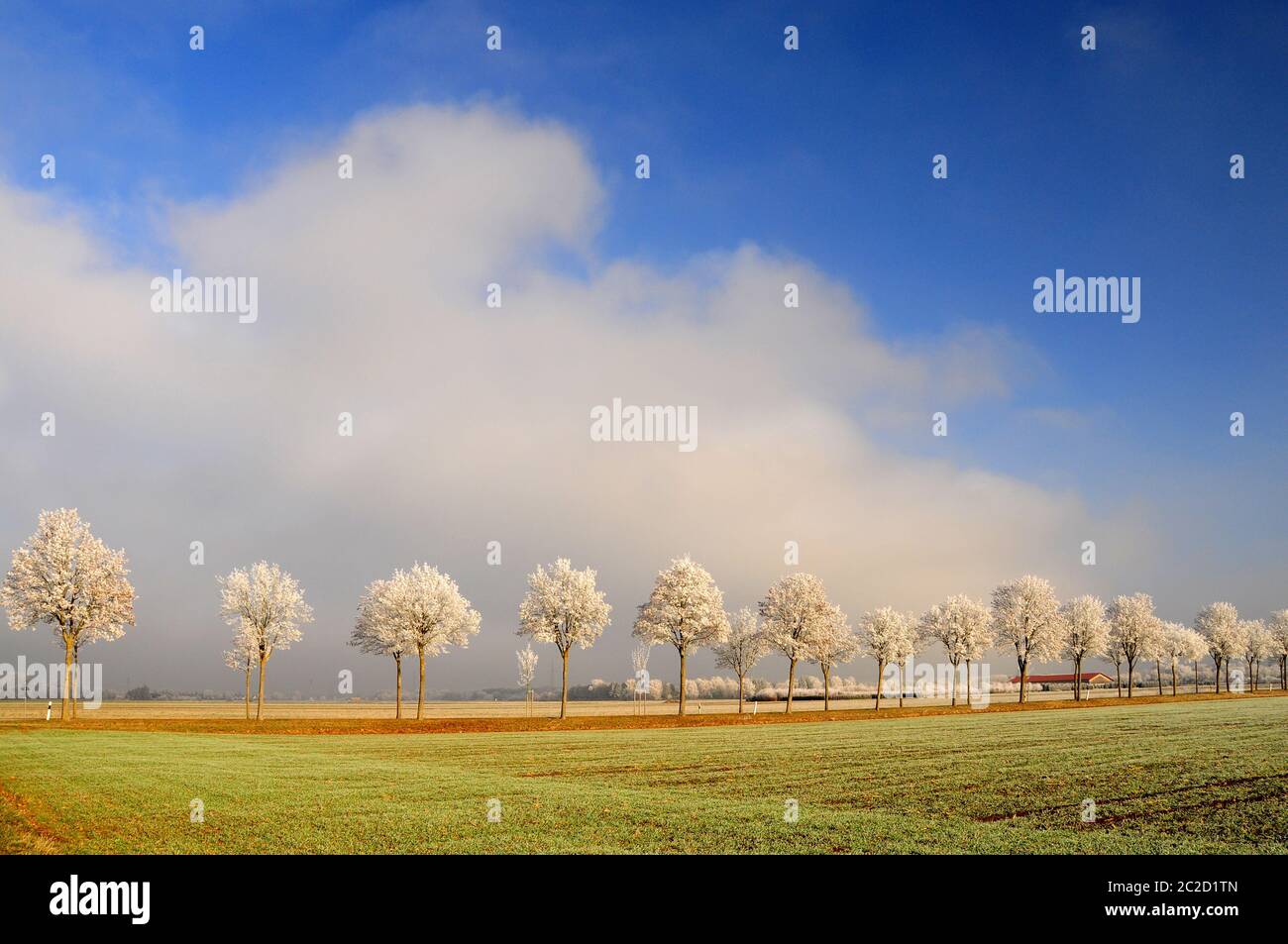 Winterliche Ahornallee, Bäume mit Raureif, Bayern, Deutschland, Europa Stockfoto