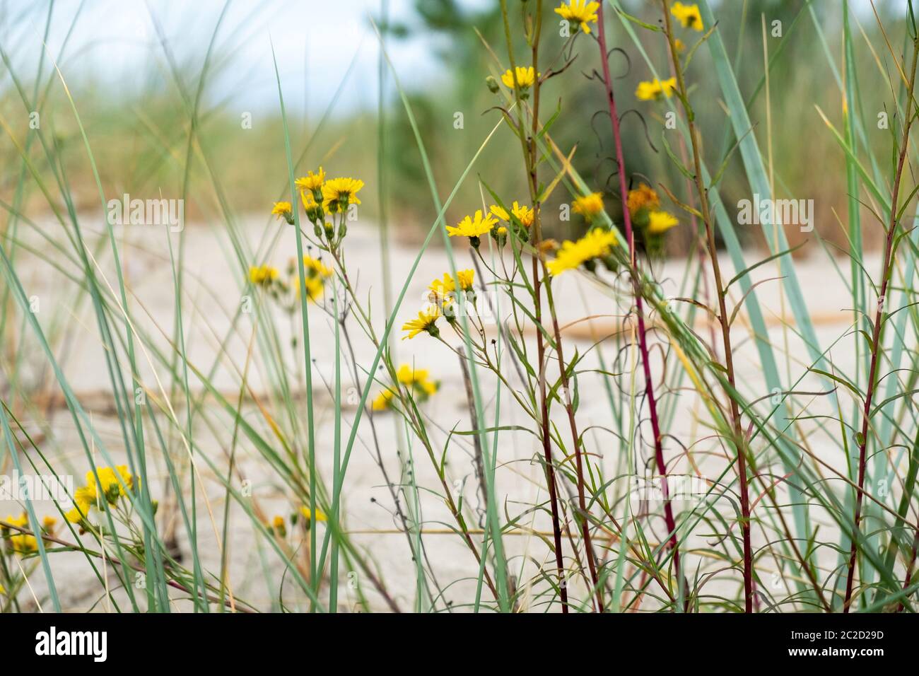 Die wunderbare Wiese - pippau (Crepis biennis) im Sonnenlicht. Stockfoto
