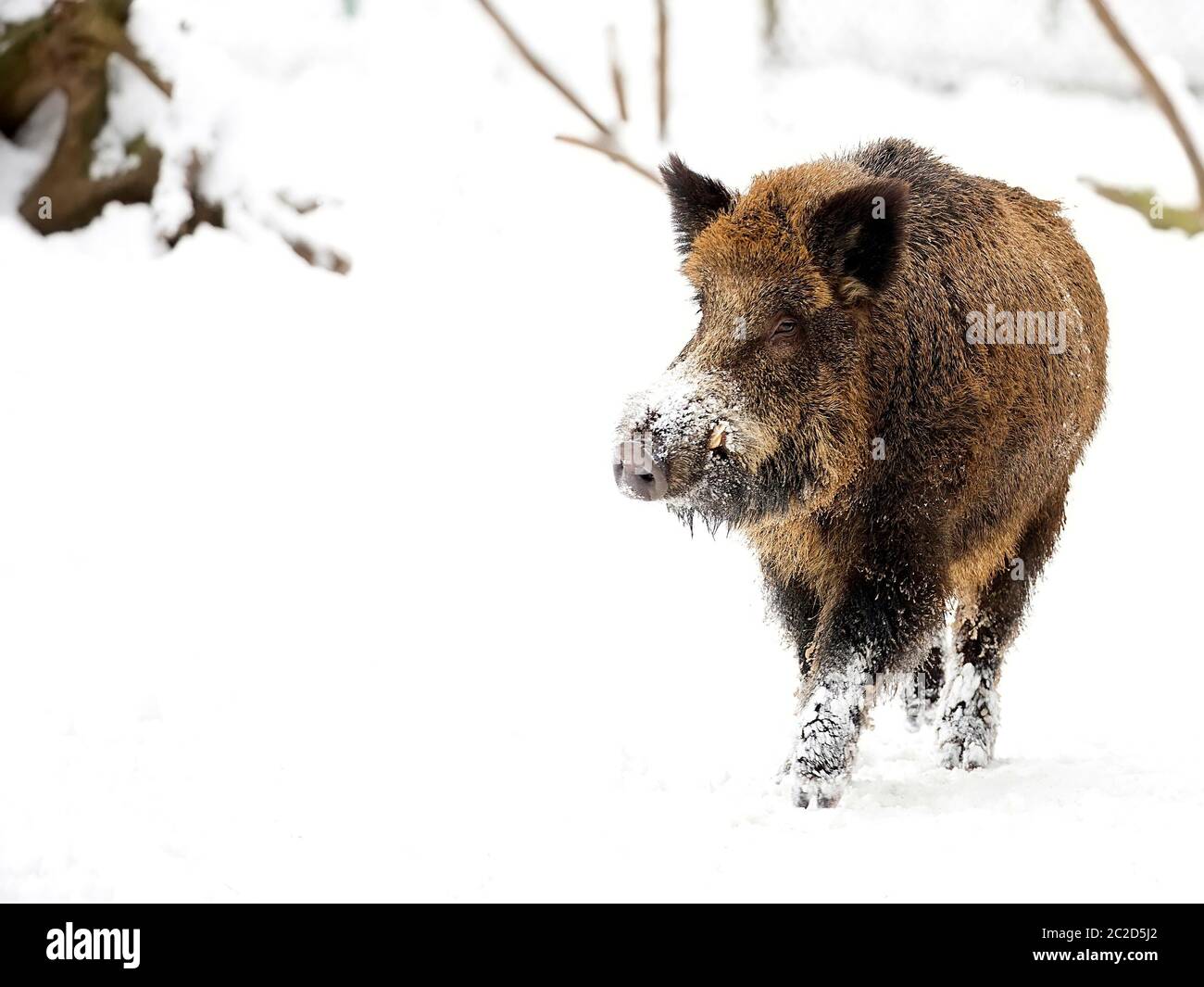 Wildschwein im winter Stockfoto