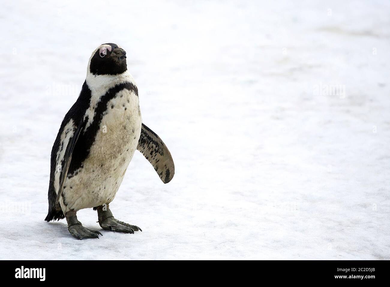Pinguin auf dem Schnee im Winter Stockfoto