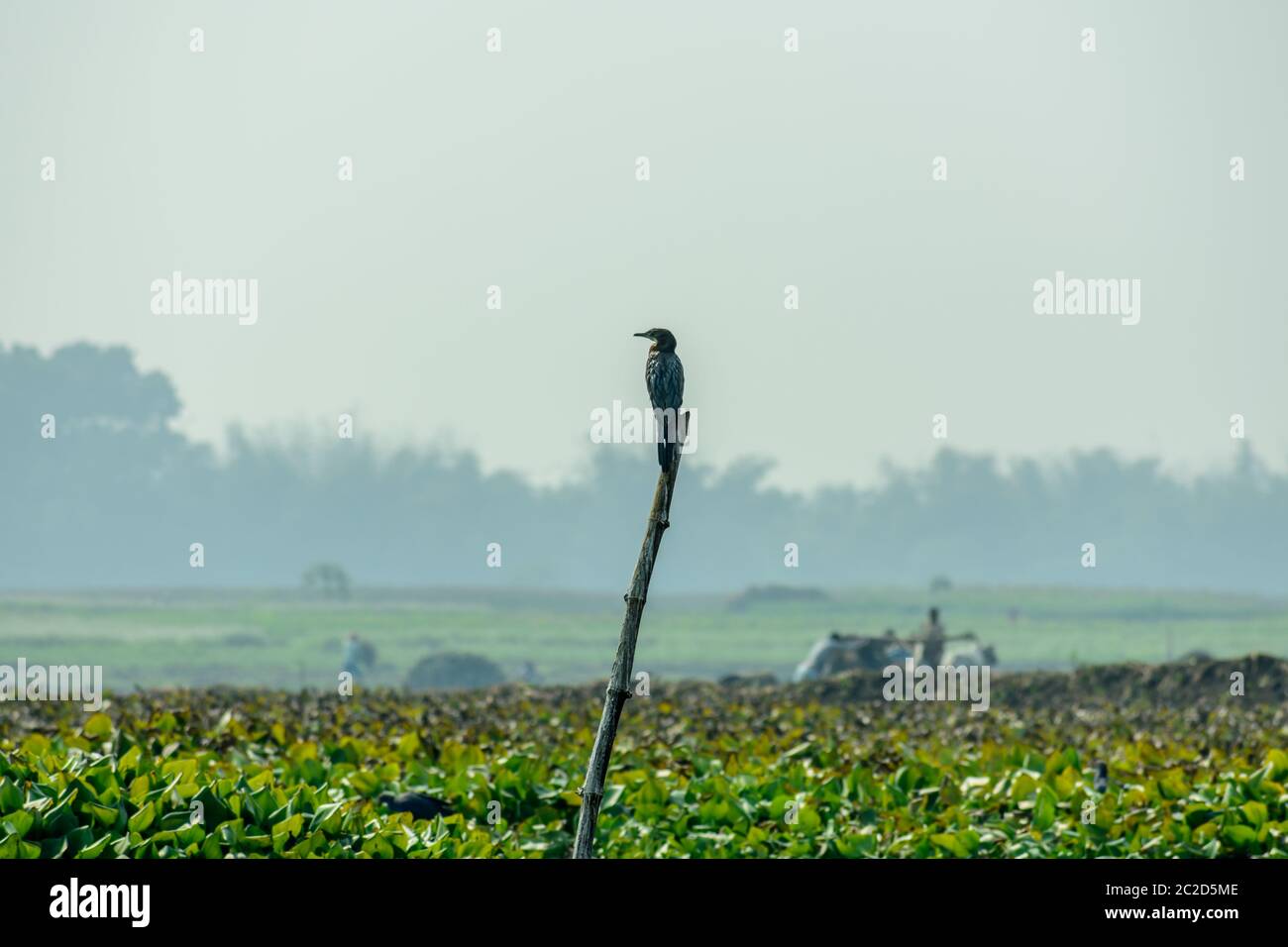 Kormoran wasser Vogel oder aquatische Vogel mit kleinen Köpfen auf langen geknickt Engpässe in der Mangalajodi, Odisha, Indien. Es ist eine Art von Fisch Esser, Warten auf c Stockfoto