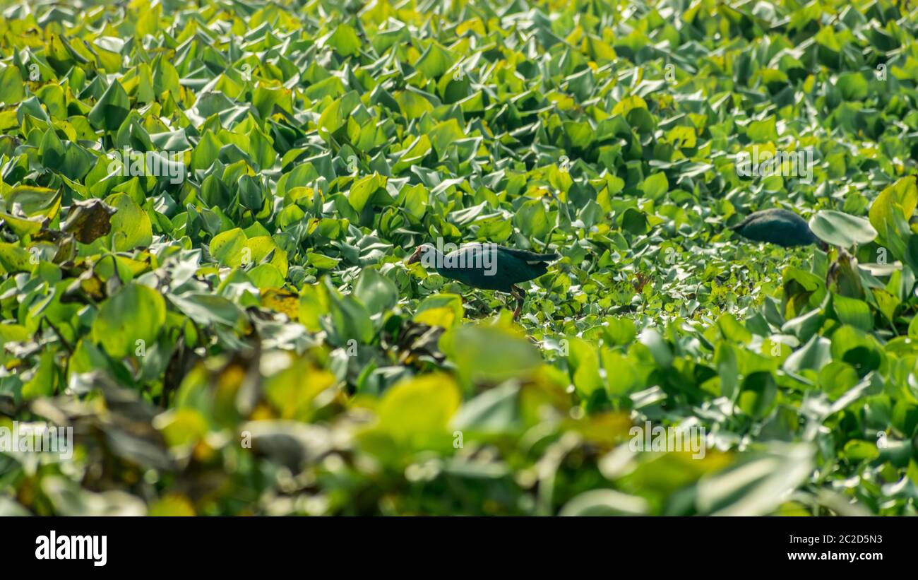 Nahaufnahme von sumpfhuhn oder Sumpf Henne, ein Huhn grosse Vogel sammeln Essen rund um den See Feld mit blühenden Wasserhyazinthe (Eichhornia crassipes) auf. Stockfoto