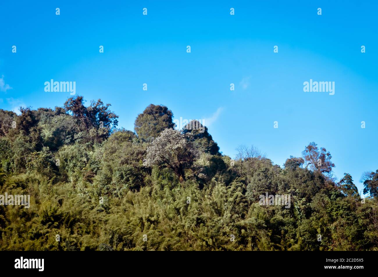 Eine malerische Landschaft aus Wald himalayan Berghang in niedrig liegenden Cloud mit immergrünen Nadelbäumen Baum. Blue Sky. Verträumte Landschaft. Flauschige Wetter. Wil Stockfoto