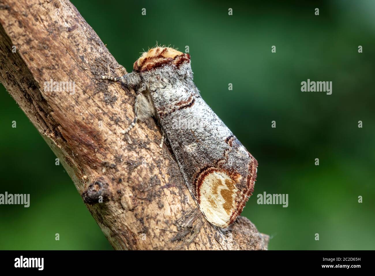Natur, Insekt, Motte, Schmetterling, Schweiz, Phalera bucephala, Buff-tip Stockfoto
