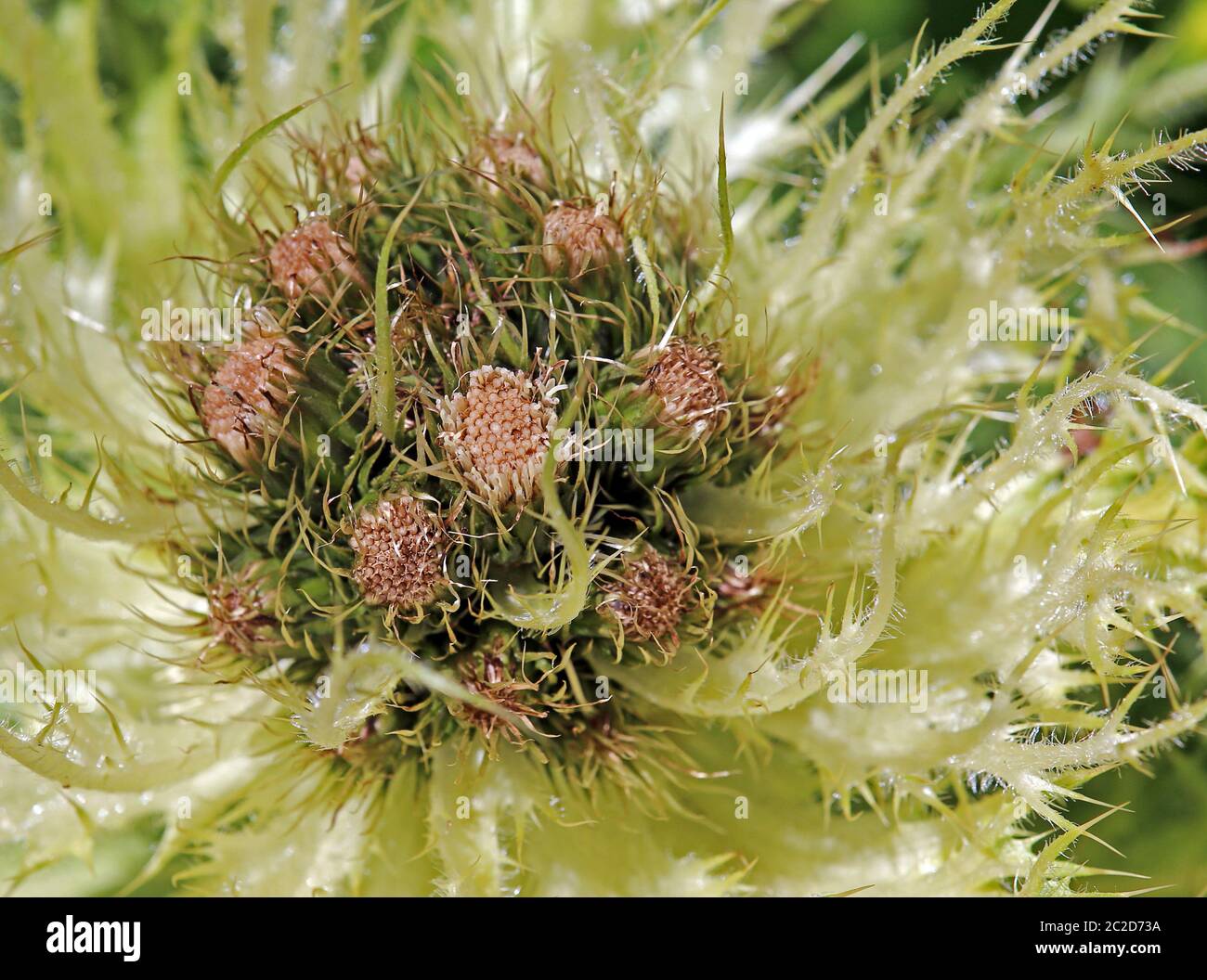 Macro Alpine Kratzdistel Cirsium spinosissimum Stockfoto