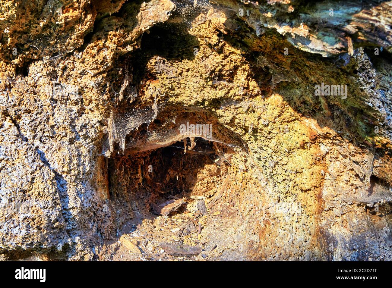 Entwurzelter Baum mit einem Loch mit weißem Spinnennetz. Texturhintergrund. Stockfoto