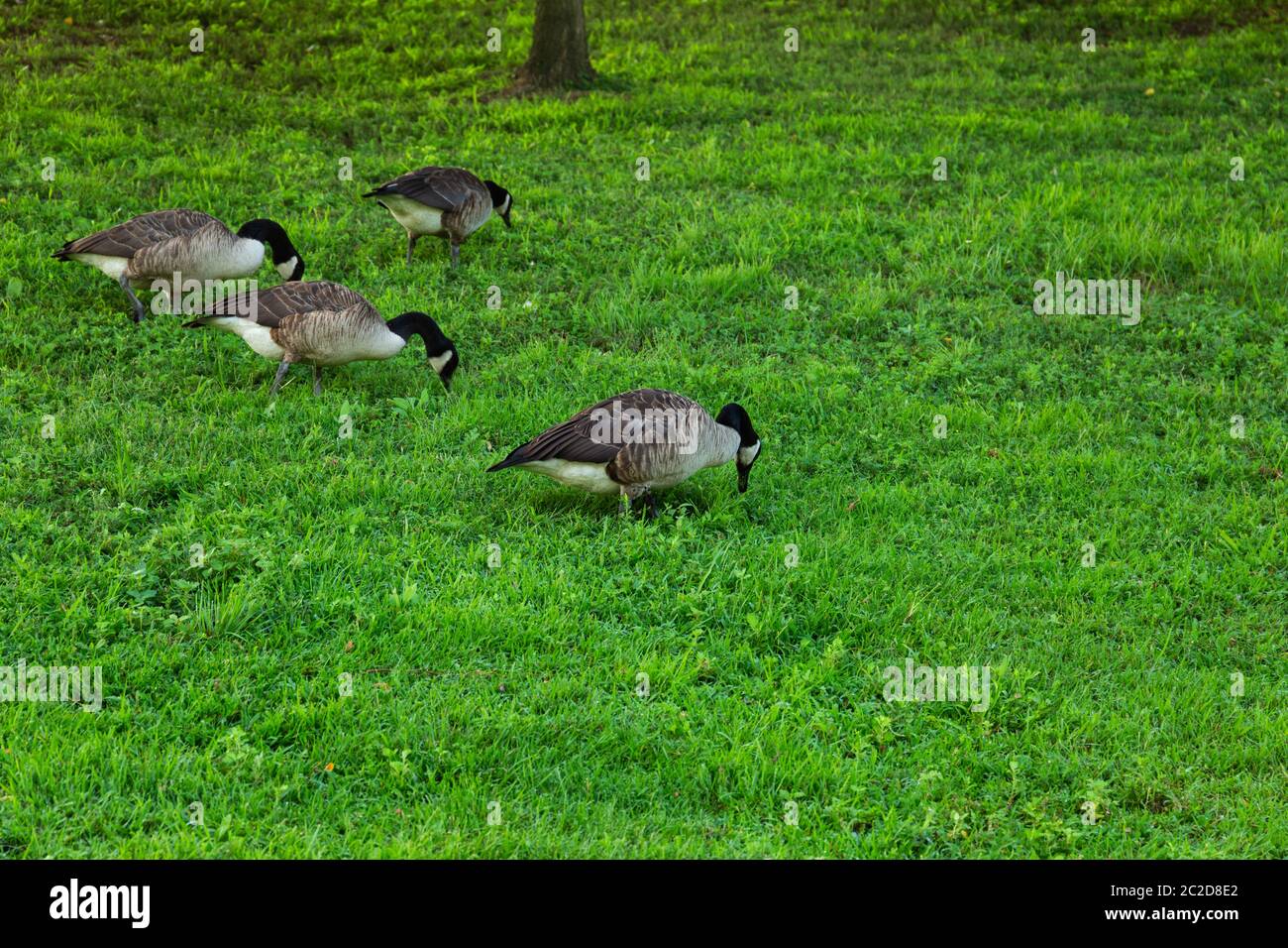 Pflanzen und Tiere auf Roosevelt Island Stockfoto