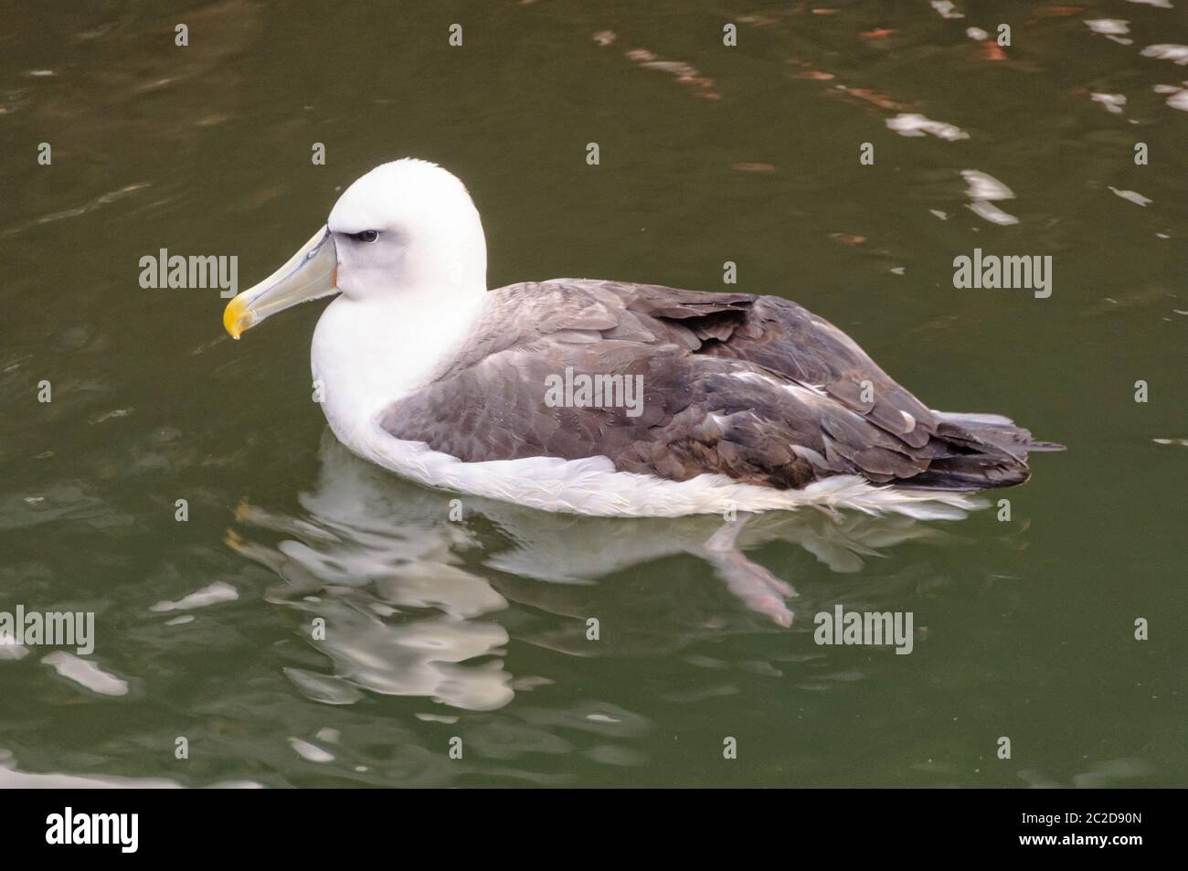 Schüchtern Albatross auf Wasser - Lakes Entrance, Victoria, Australien Stockfoto