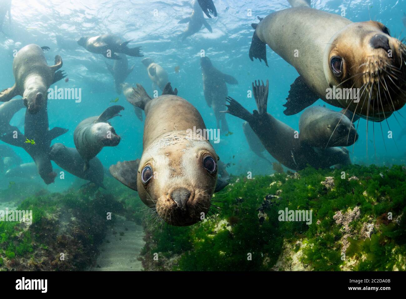 Südliche Seelöwen im Flachwasser, Halbinsel Valdes, Argentinien. Stockfoto