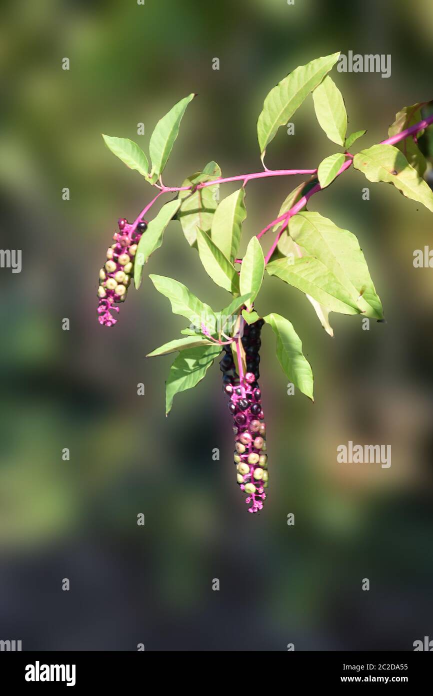 Beeren aus wilden Trauben Stockfoto