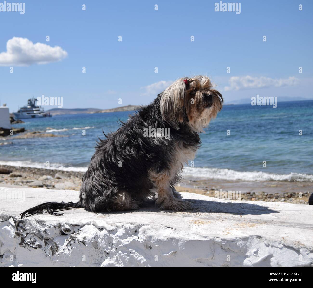 Der Haushund hatte einen Blick aufs Meer und nahm ein Sonnenbad in Chora Stadt, Mykonos Insel, Kykladen Griechenland. Stockfoto