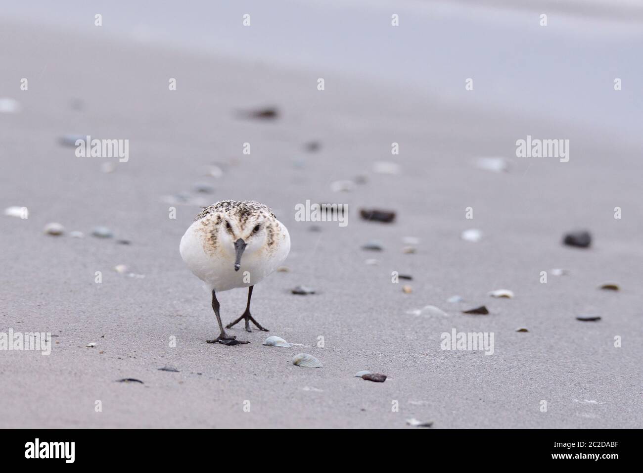 Sanderling (Calidris alba) im Herbst an der ostsee Stockfoto