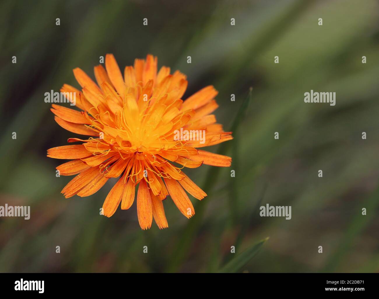 Orange-roter Falkher Hieracium aurantiacum Stockfoto