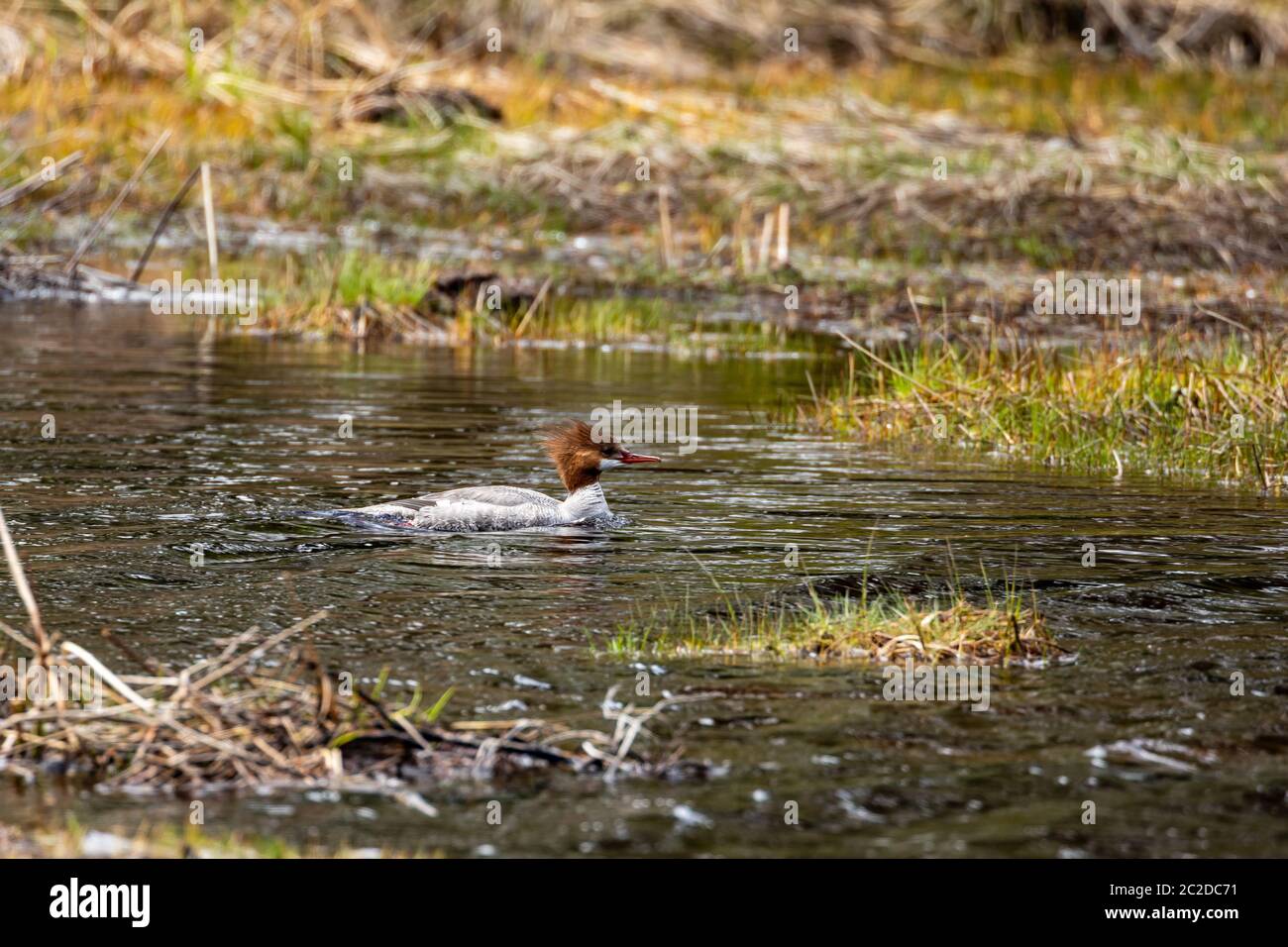 Ein kanadisches Wasservögel in einem Teich Stockfoto