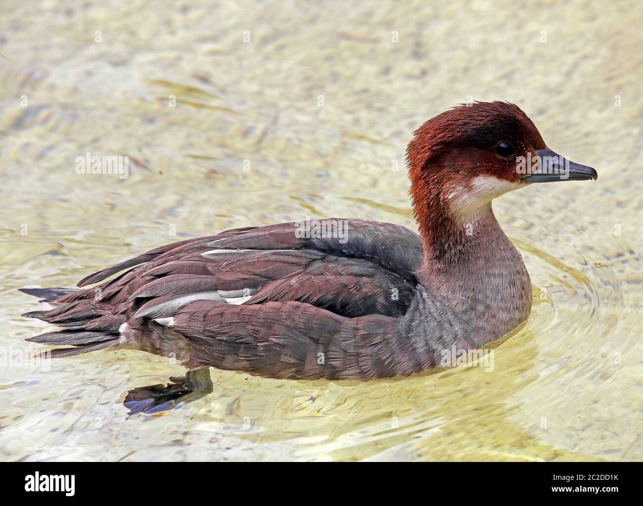 Zwergsäge Mergellus albellus Stockfoto