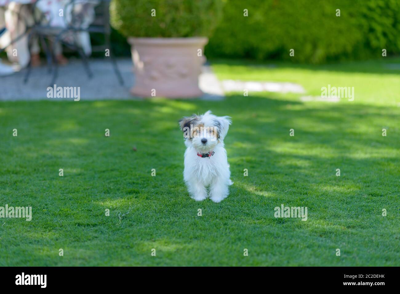 Ein liebenswerter, neugieriger Welpe scheint neugierig und neugierig, während er auf grünem Gras in einem lebhaften, Sommer Hinterhof Einstellung spielt. Stockfoto