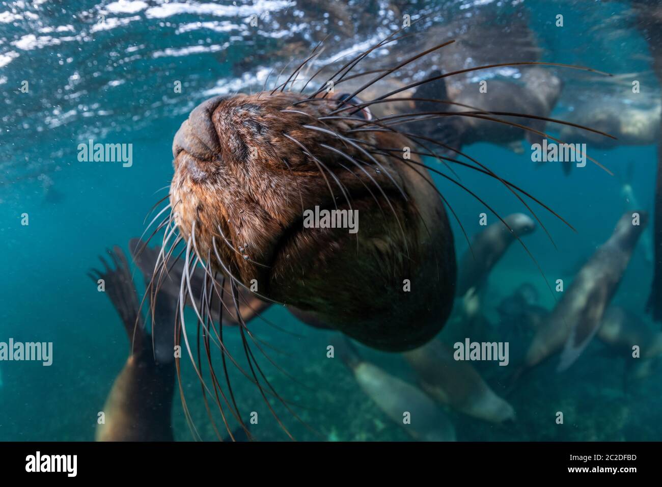 Südliche Seelöwen im Flachwasser, Halbinsel Valdes, Argentinien. Stockfoto
