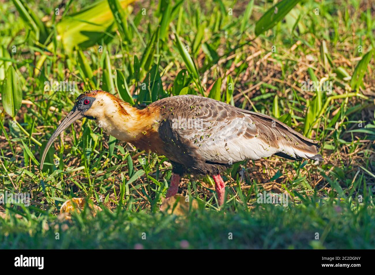 Buff Necked Ibis abgedeckt in den Samen in einem Feuchtgebiet im Pantanal in Brasilien Stockfoto