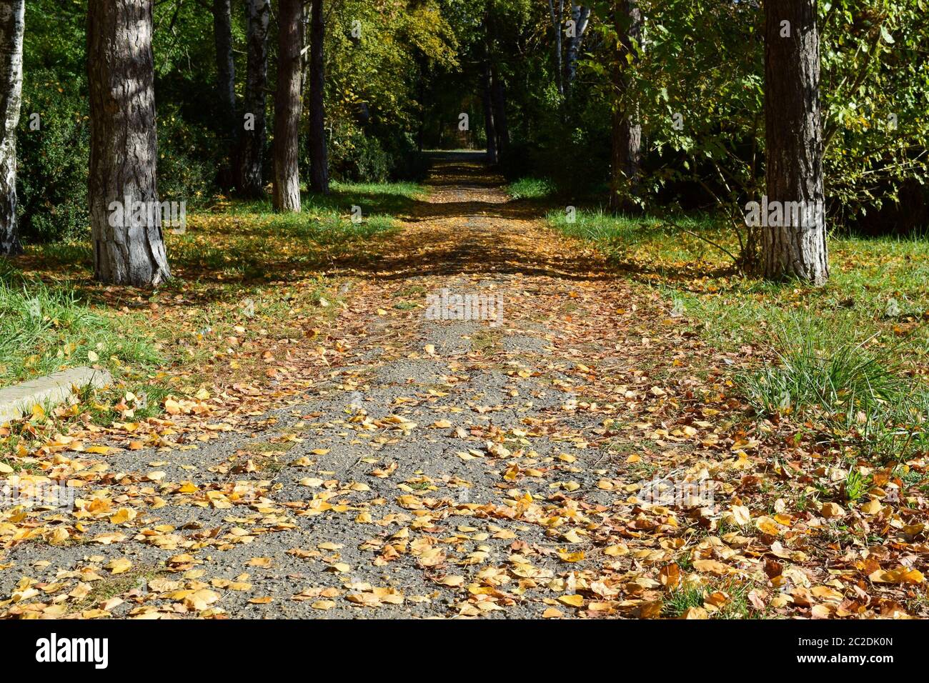 Sammlung von schönen bunten Herbstlaub. Grün, gelb und Orange und rot Stockfoto
