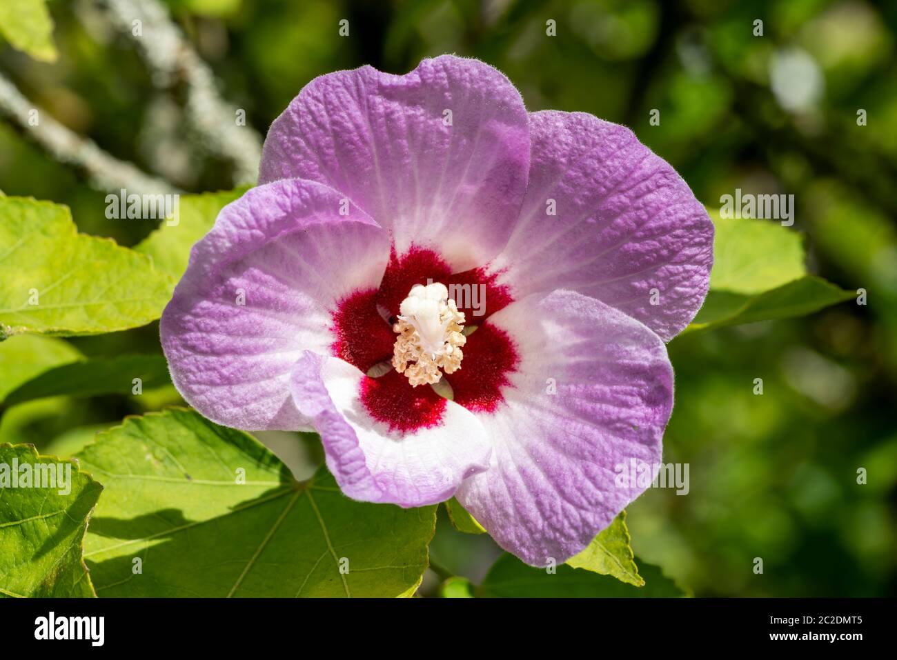 Hibiscus sinosyriacus 'Lilac Queen' eine lila rosa Frühling Sommer Strauch Blume Pflanze allgemein bekannt als Rose von Sharon oder Rosenmalbe Stockfoto
