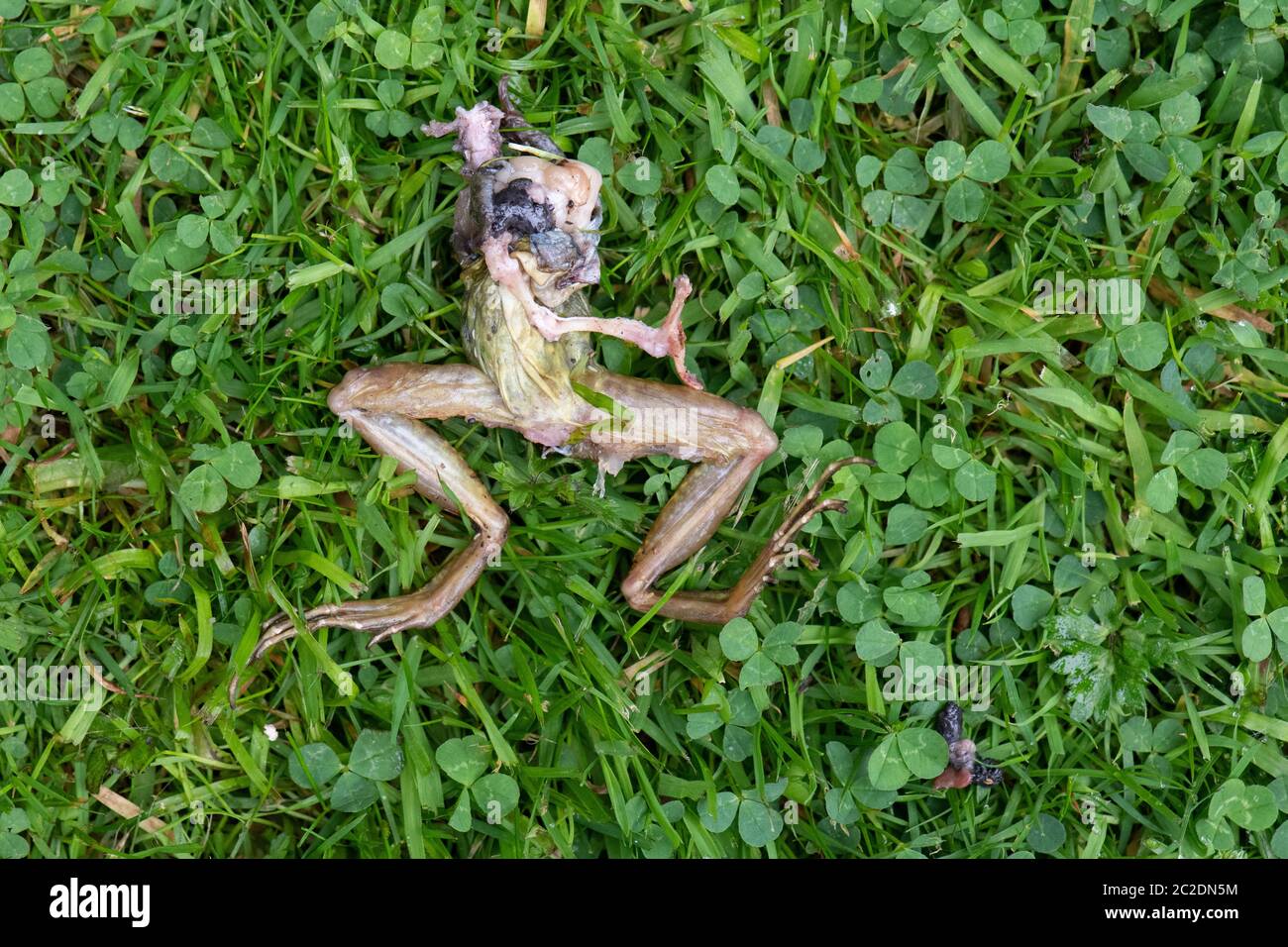 Gewöhnlicher Frosch (Rana temporaria) teilweise von einer Elster gegessen - UK Stockfoto