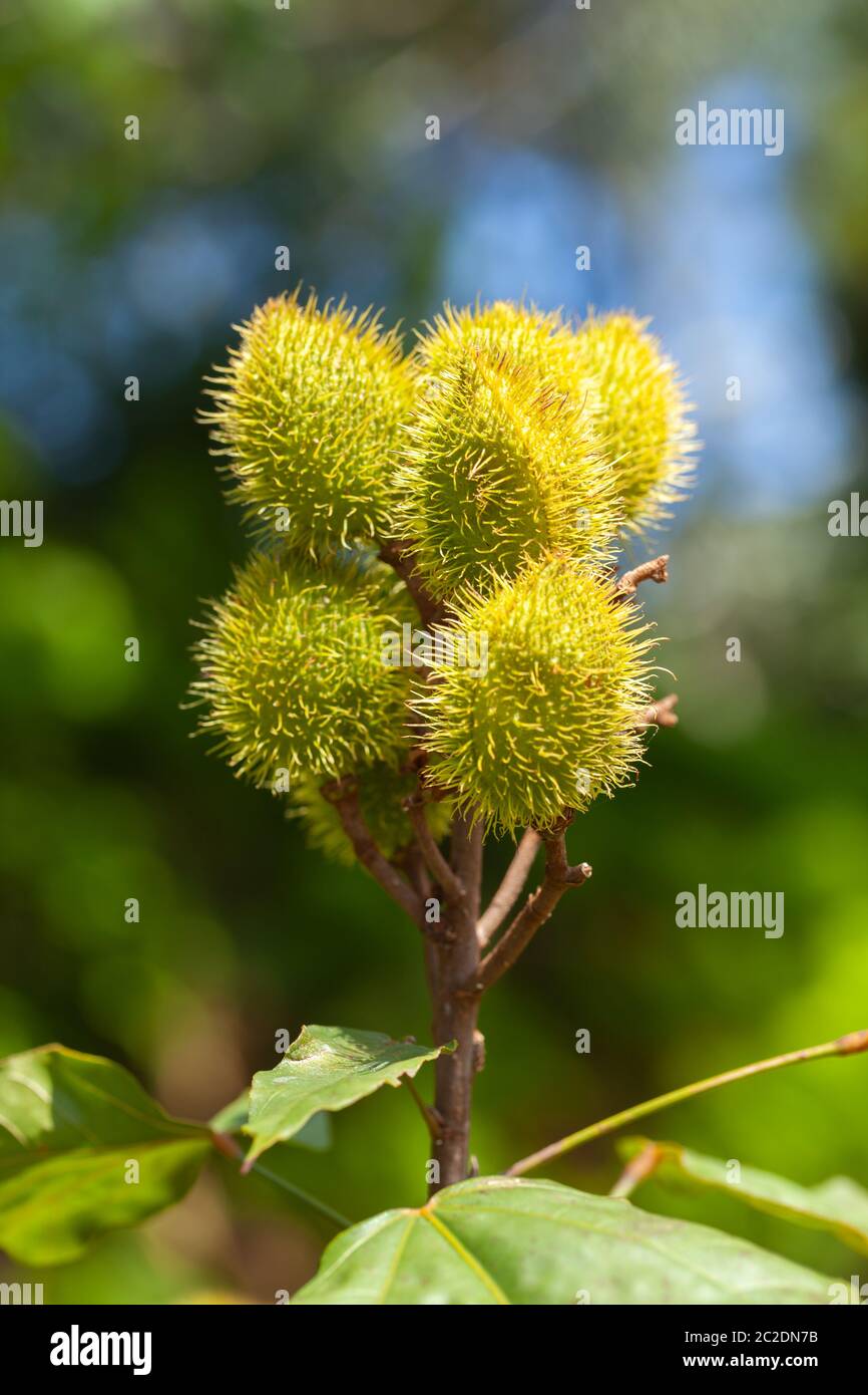 Imature Achiote Pods Achiote Bixa orellana Samen - annatto Bijol Würze Stockfoto