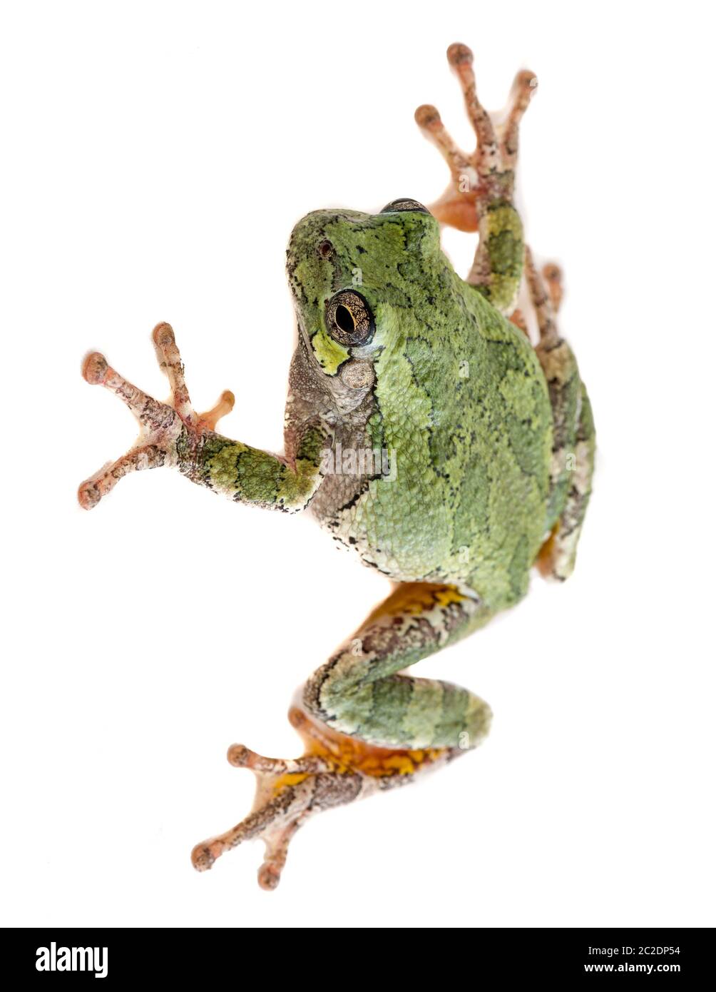 Ein grauer Baumfrog hyla versicolor auf einem isolierten Hintergrund. Stockfoto