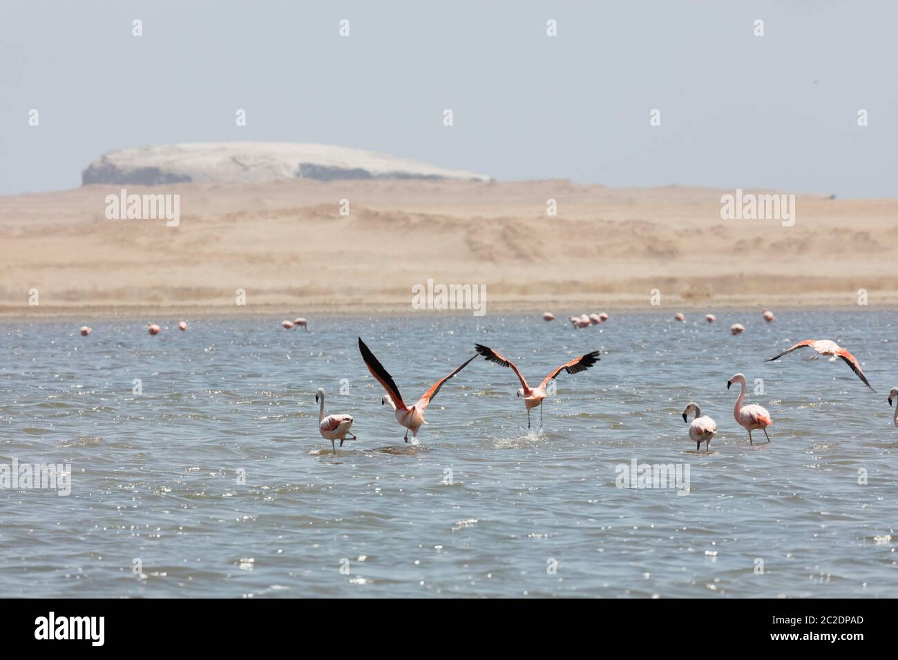 Flamingos in Paracas, Peru Stockfoto