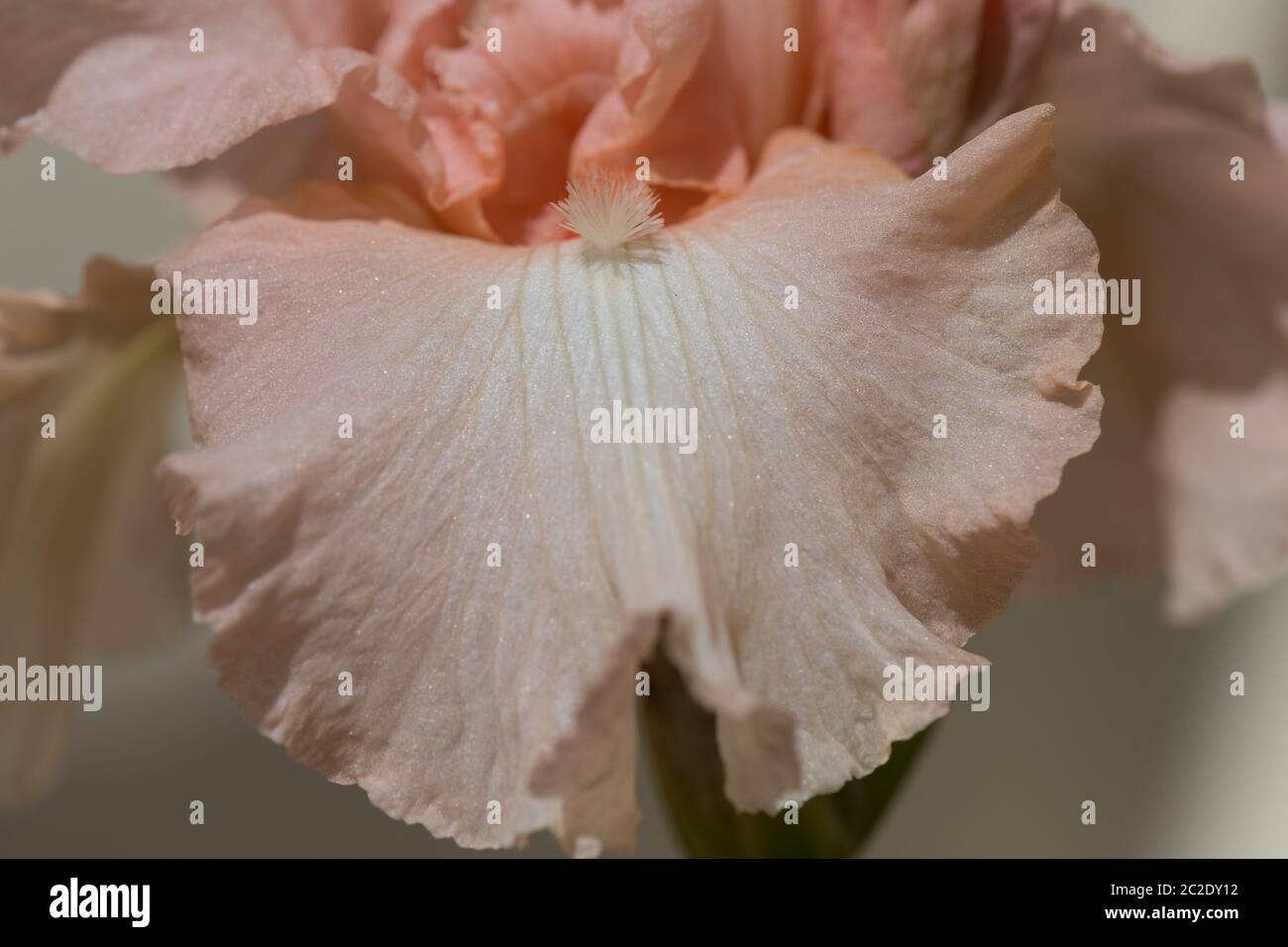 Iris Germanica Beverly Sills in voller Blüte. Makrobilder Stockfoto