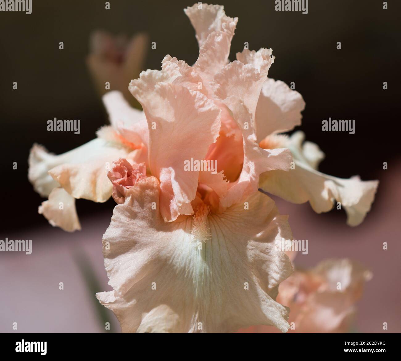 Iris Germanica Beverly Sills in voller Blüte. Makrobilder Stockfoto