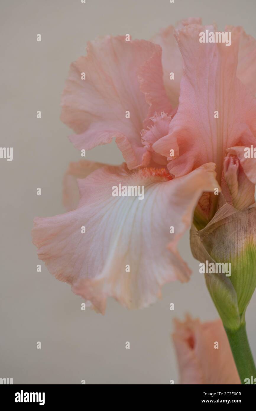 Iris Germanica Beverly Sills in voller Blüte. Makrobilder Stockfoto