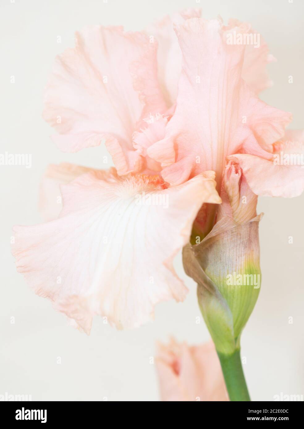 Iris Germanica Beverly Sills in voller Blüte. Makrobilder Stockfoto