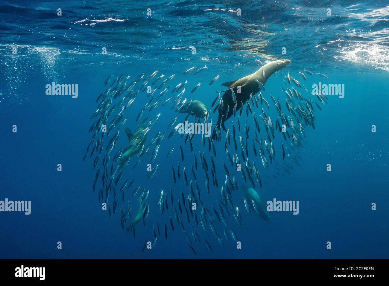 Kalifornische Seelöwen jagen Sardinen. Stockfoto