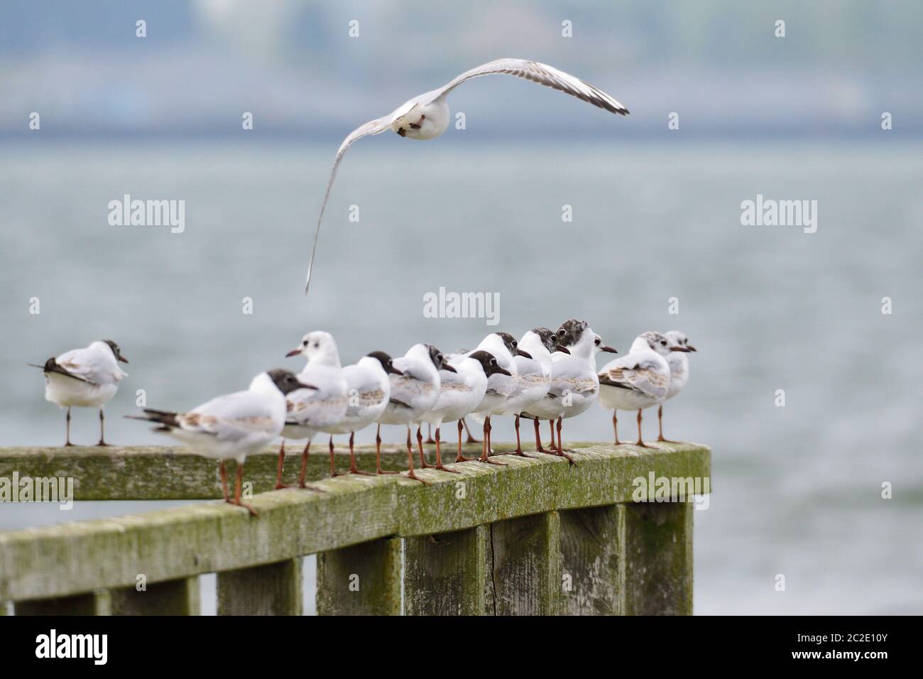 Ein Schwarm von Schwarzkopfmöwen auf der ostsee Stockfoto