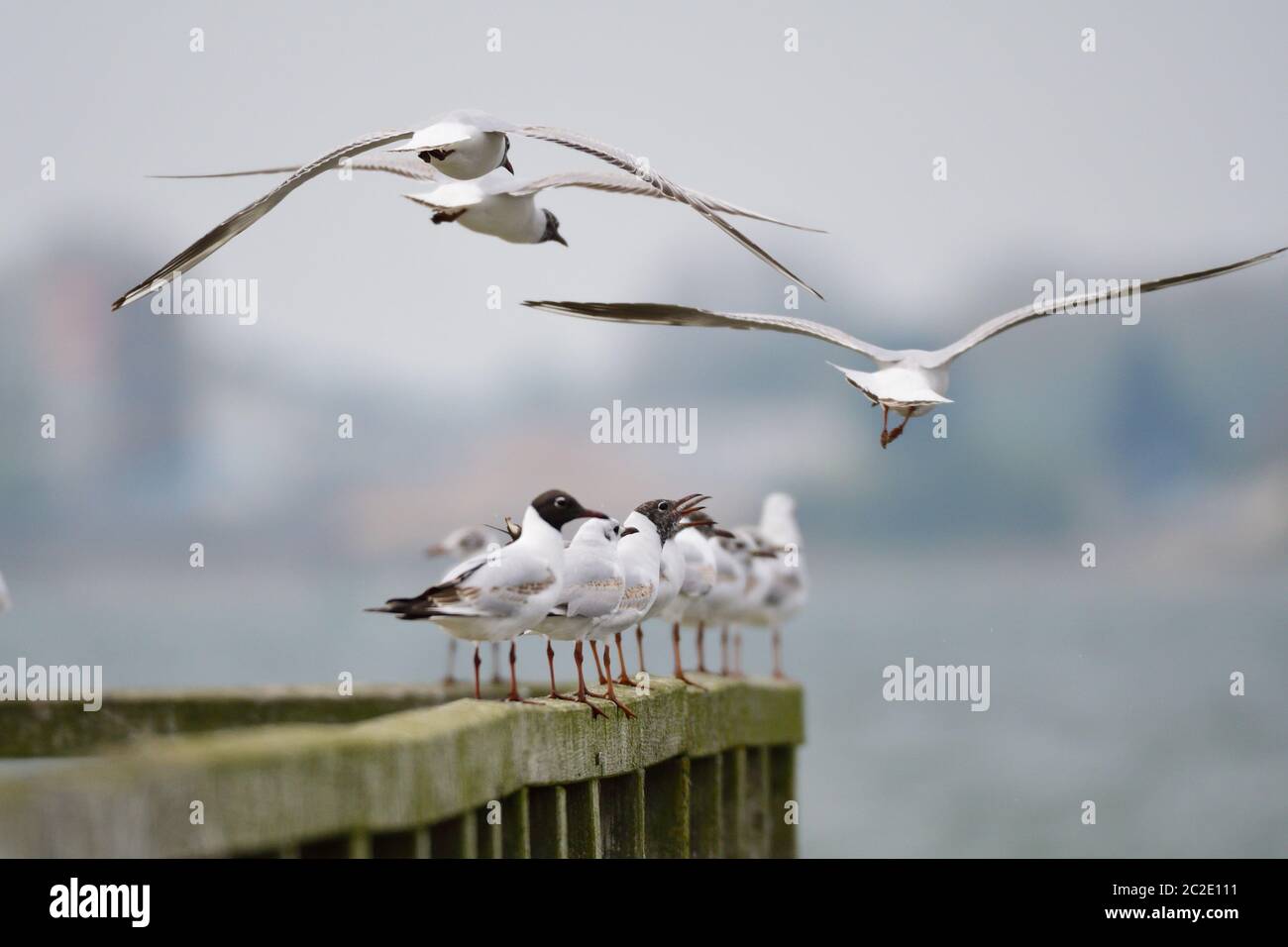 Ein Schwarm von Schwarzkopfmöwen auf der ostsee Stockfoto