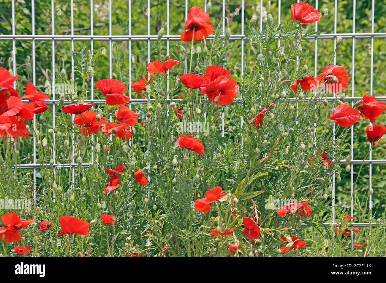 Klatsch Mohnblumen Papaver Rhoeas am Gartenzaun Stockfoto