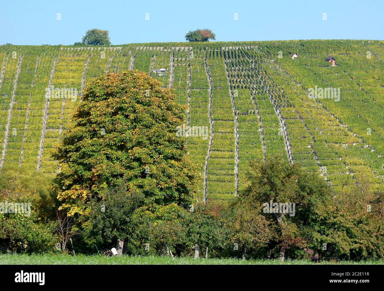 Süddeutscher Weinberg mit grünen und gelben Weinblättern und Laubbäumen im Vordergrund Stockfoto