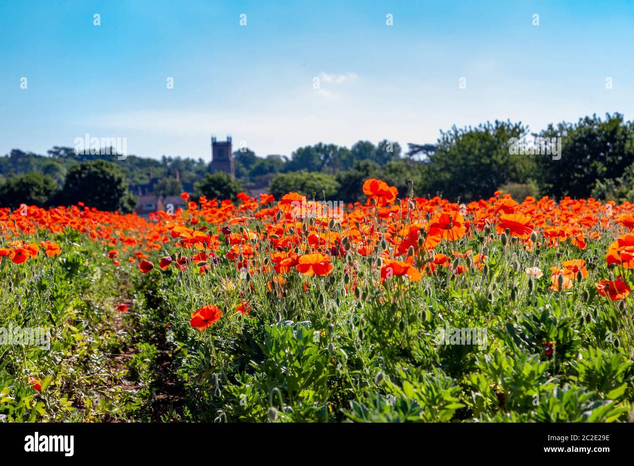 Ein großes Feld von kolouful Mohnblumen, die eine Ernte von breiten Bohnen am Stadtrand von Northampton in der Nähe von Ecton wachsen. Northampton, England, Großbritannien, Stockfoto