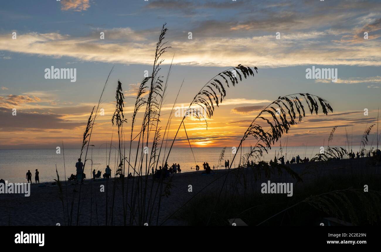 Sea Oats, Uniola paniculata L, am Strand Aganist ein dunkelblauer wolkiger Himmel auf Manasota Key Beach in Englewood Florida USA Stockfoto