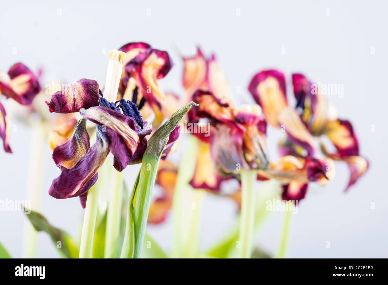 Verwelkte Blumen - Tulpen in Nahaufnahme Stockfoto