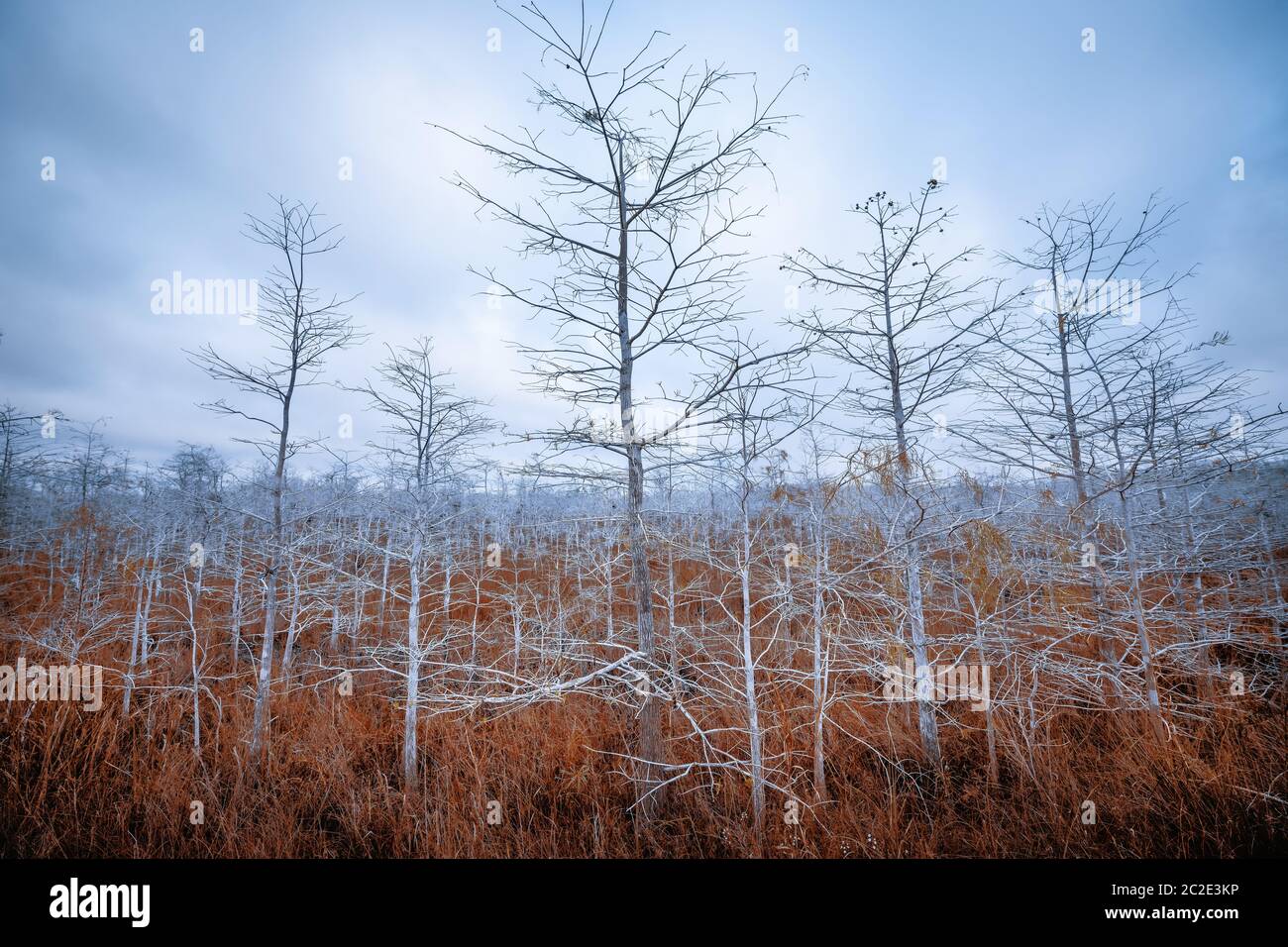 Die Natur der everglades, florida Stockfoto