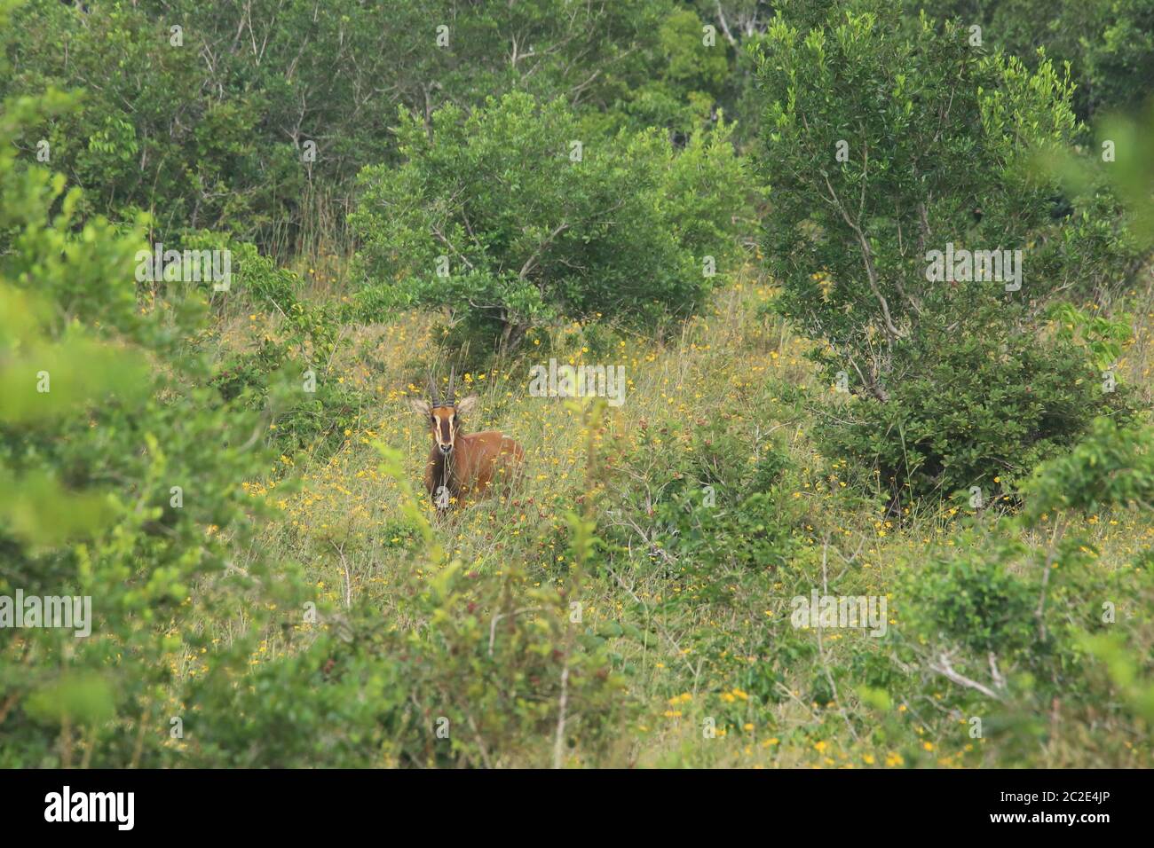Sable Antilope im Shimba Hills National Reserve Stockfoto